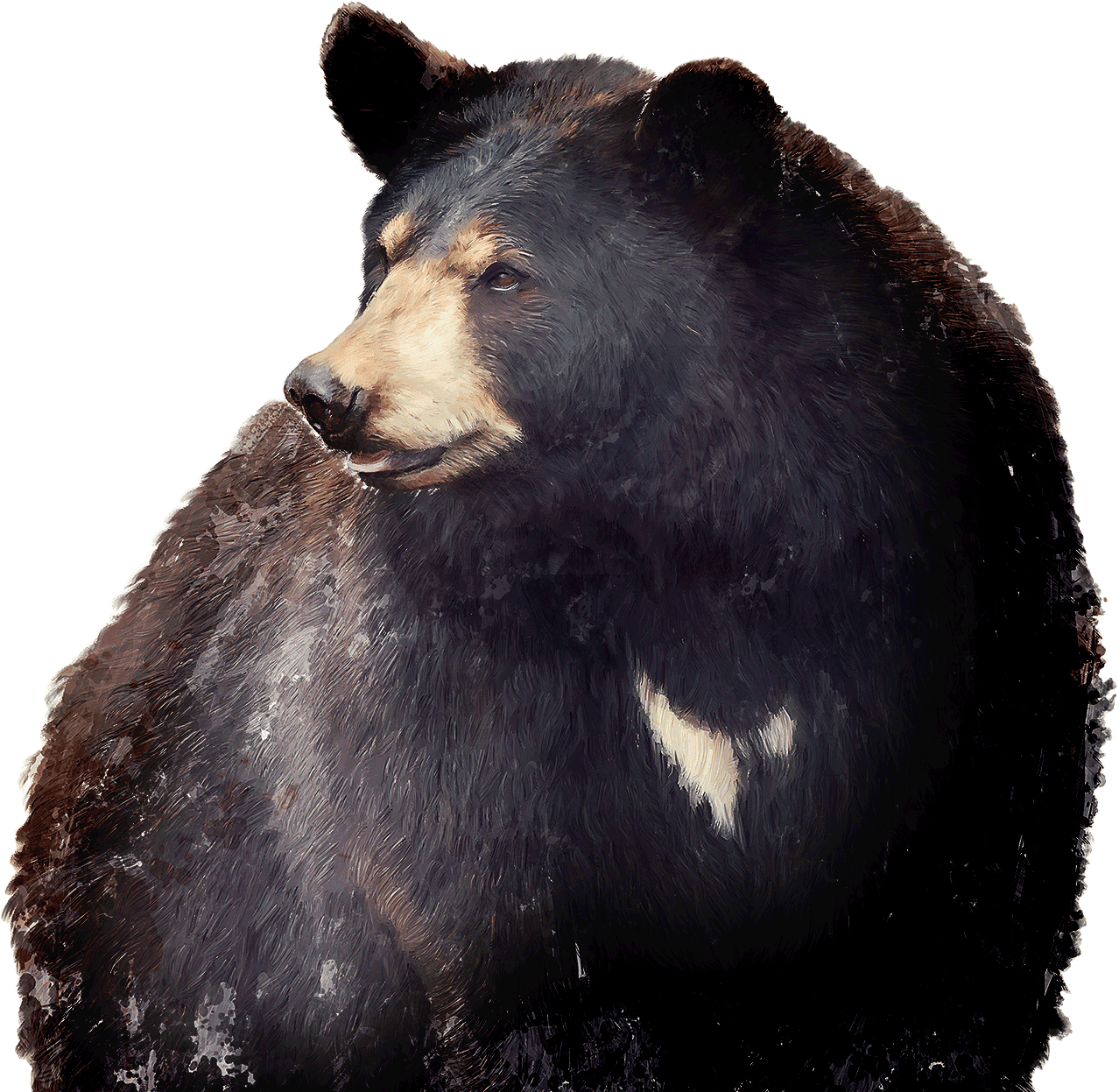 bear photo