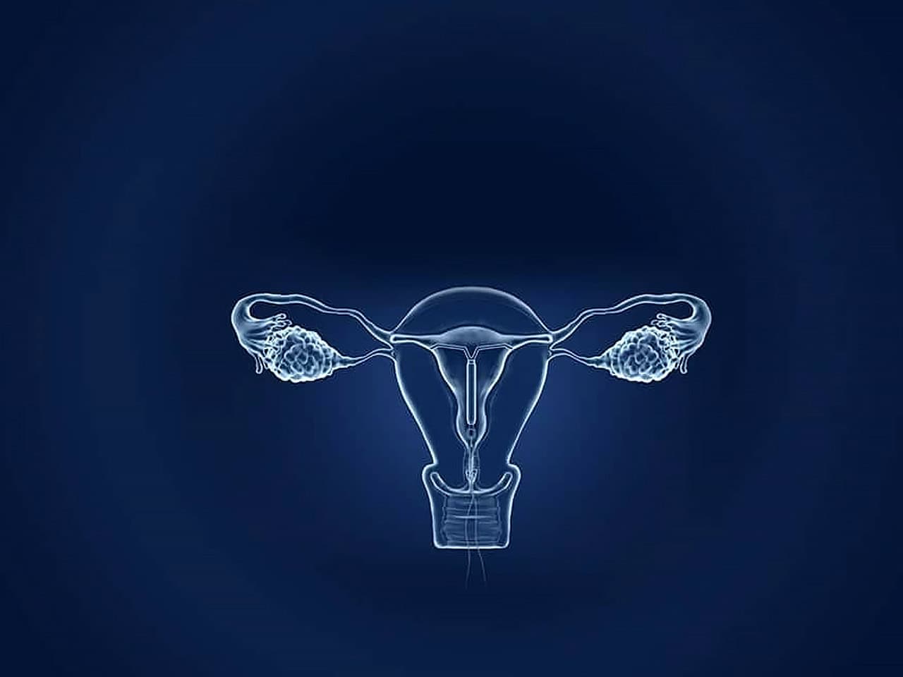 Female reproductive system diagram