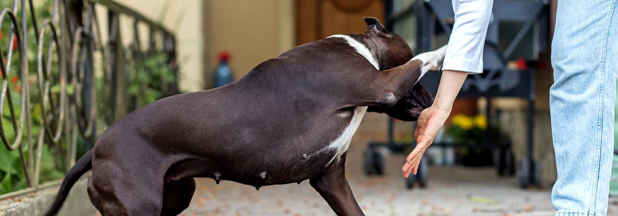 Medium sized dog playing with owner