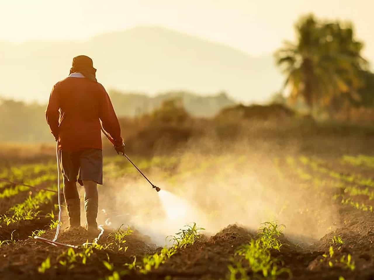Roundup spray on crops