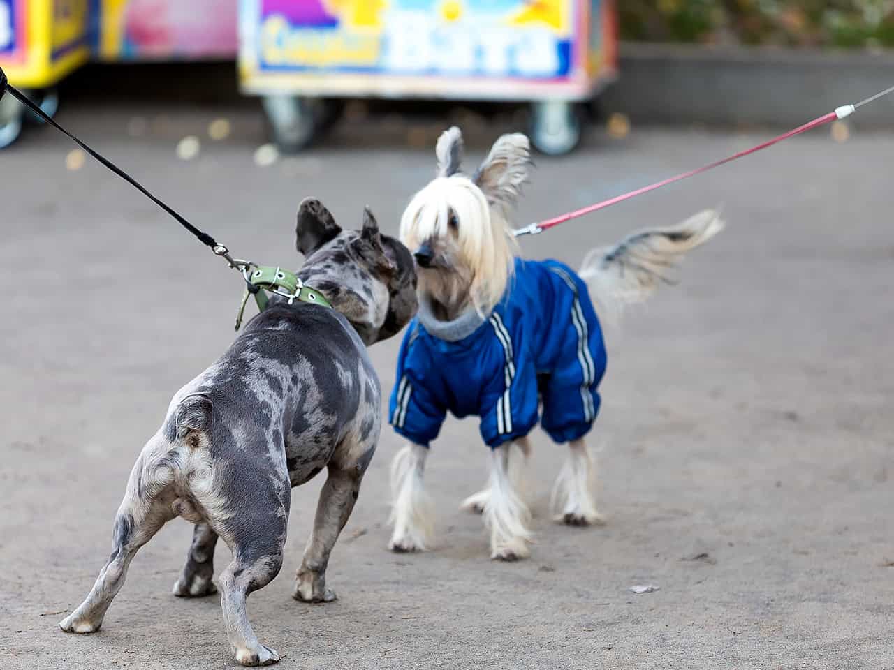 Two dogs sniffing eachothers noses