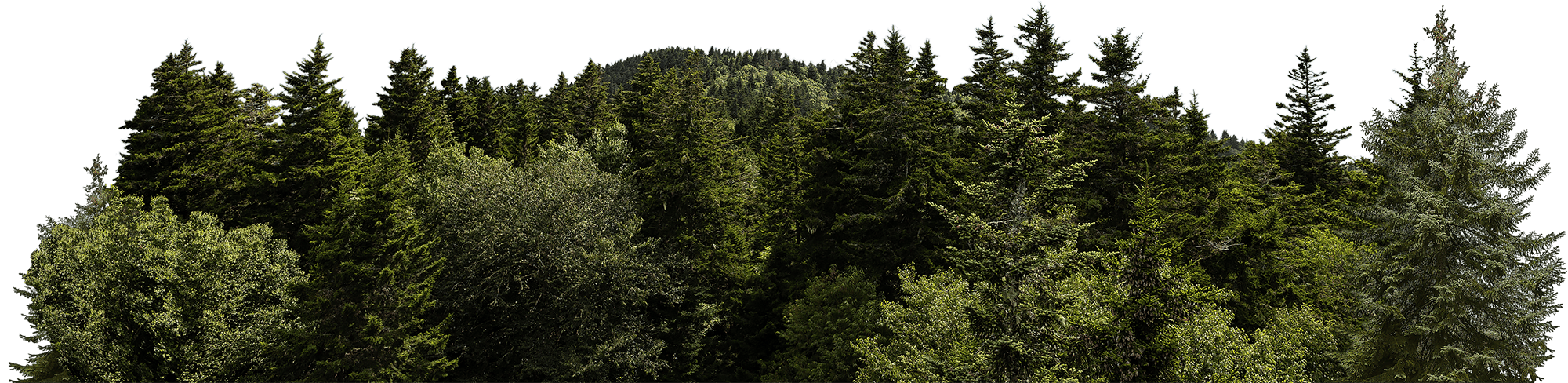 Great smokey mountains trees isolated